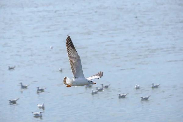 White seagull flying. — Stock Photo, Image