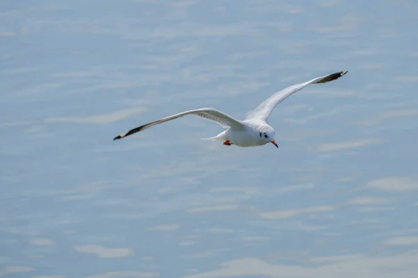 Gaviota blanca volando . — Foto de Stock