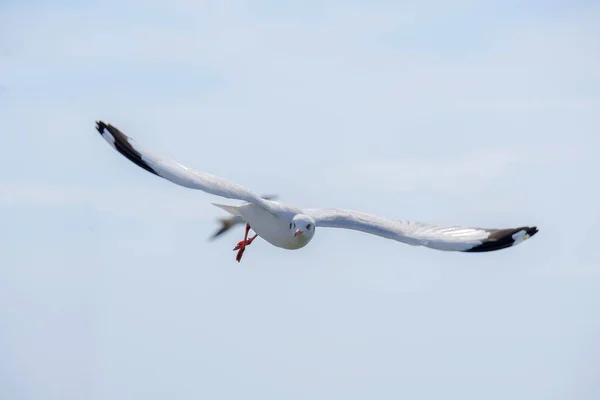 Mouette blanche volant . — Photo