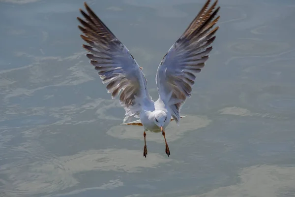 Closeup the seagull. — Stock Photo, Image