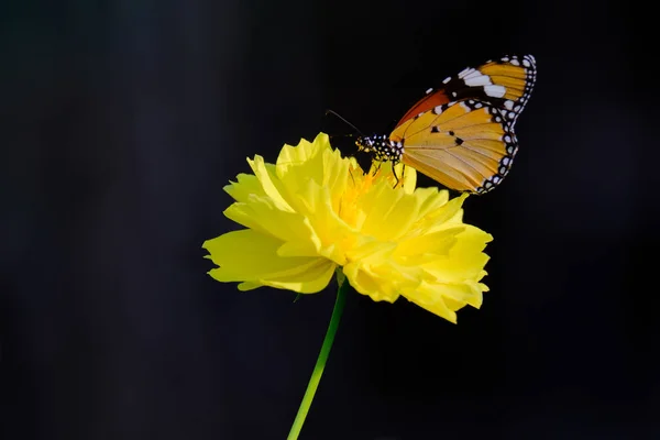 Butterfly on flower. — Stock Photo, Image