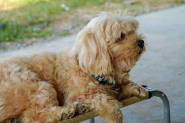 Sandalyenin üzerinde köpek.
