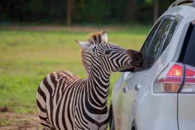 Zebra ve araba.