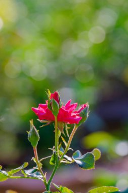 Yumuşak ışık kırmızı gül.