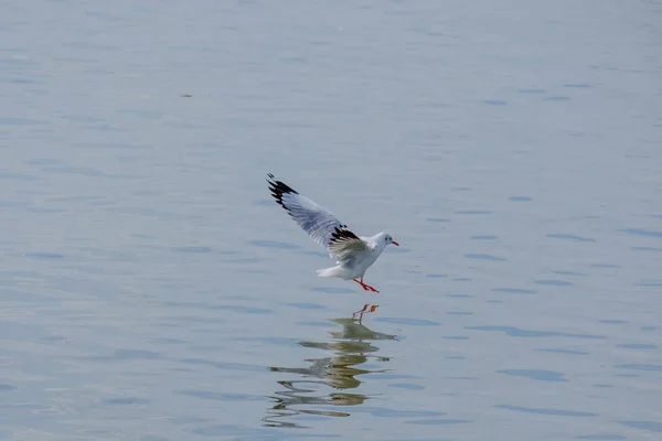 Möwe auf dem Meer. — Stockfoto