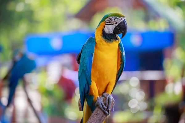 O papagaio bonito . — Fotografia de Stock