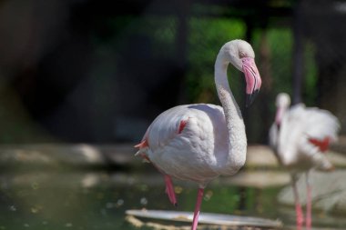 Ak balıkçıl ayakta su.