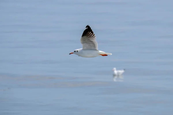 White seagull flying. — Stock Photo, Image