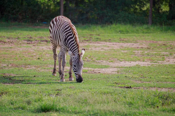 Zebra in field — Stock Photo, Image