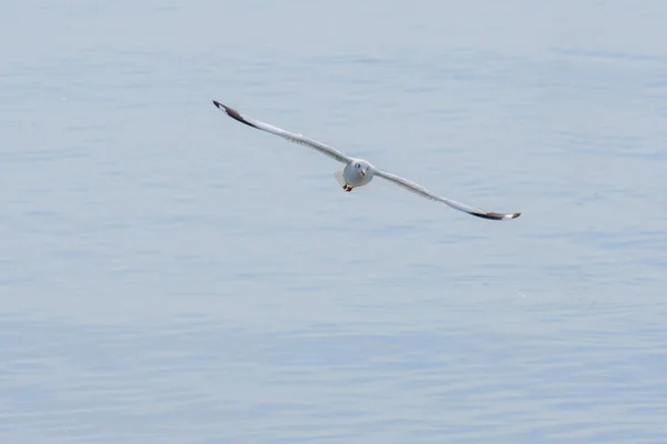 Mouette blanche volant . — Photo