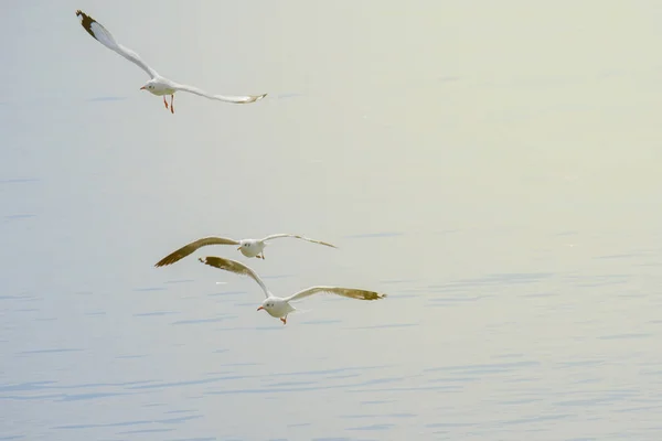 Drei Möwen fliegen. — Stockfoto