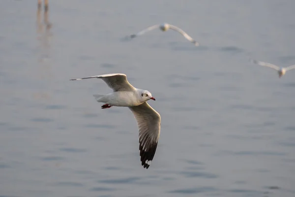 White seagull flying. — Stock Photo, Image