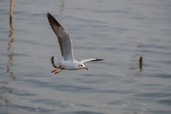 Mouette blanche volant . — Photo