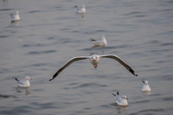 Mouette blanche volant . — Photo