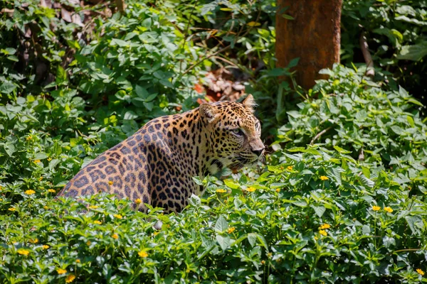 Tigre en el bosque. — Foto de Stock