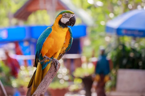 A szép papagáj. — Stock Fotó