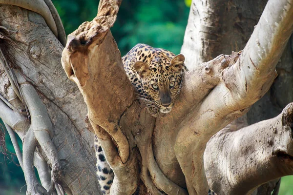 Léopard sur un arbre . — Photo