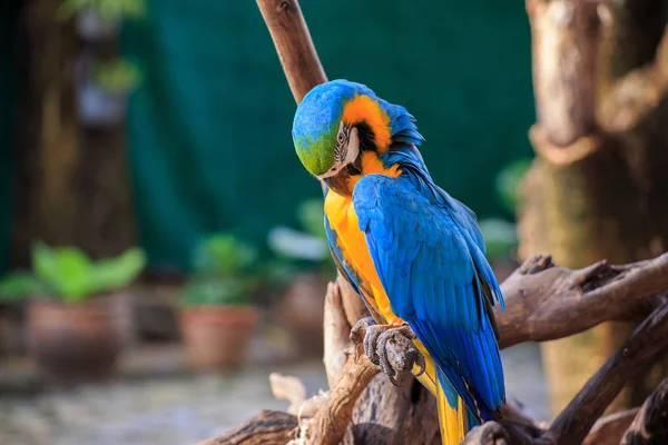 Il grazioso pappagallo . — Foto Stock