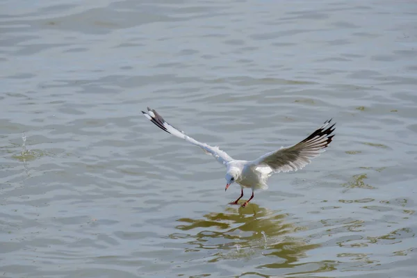 Seagull on the sea. — Stock Photo, Image