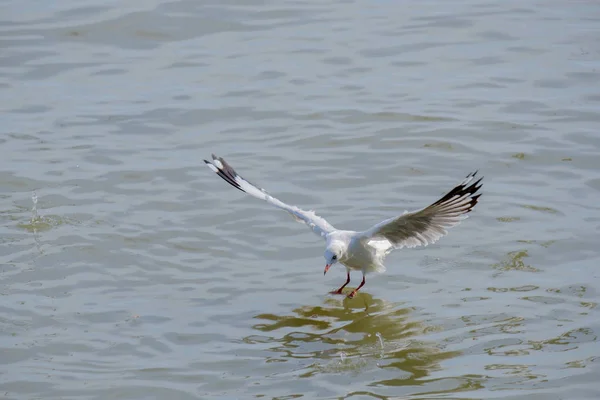 Möwe auf dem Meer. — Stockfoto