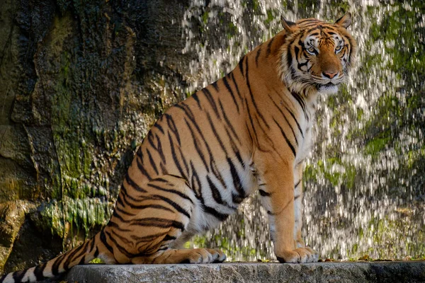 Tigre buscando algo . — Foto de Stock