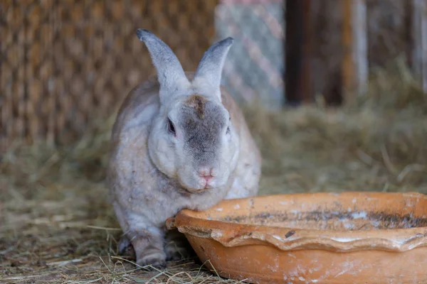 Kanin väntar mat. Stockbild