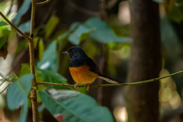 Vogel op tak. — Stockfoto