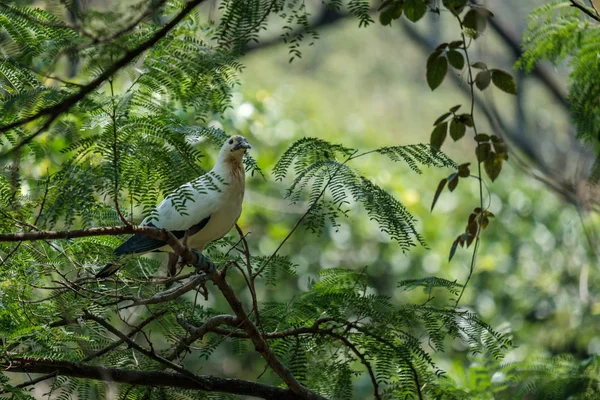 Vogel op tak. — Stockfoto