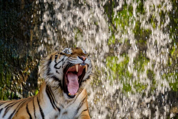 Harimau menguap . — Stok Foto