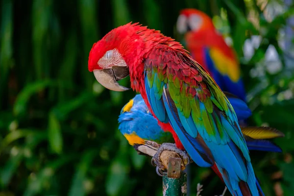 O papagaio colorido . — Fotografia de Stock