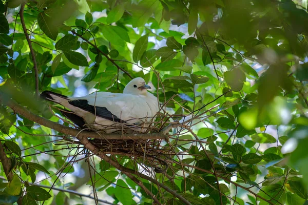 Zangvogels nest. — Stockfoto