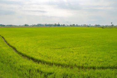 Yeşil mısır tarlası.