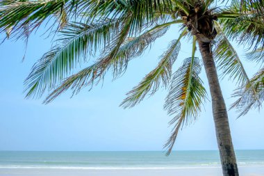 Hindistan cevizi ağacı sahil.