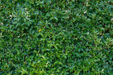 yaprağın arka plan.