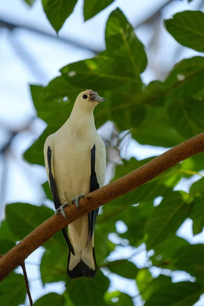 Vogel op tak. — Stockfoto