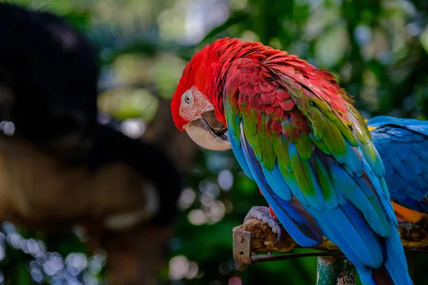 O papagaio colorido . — Fotografia de Stock