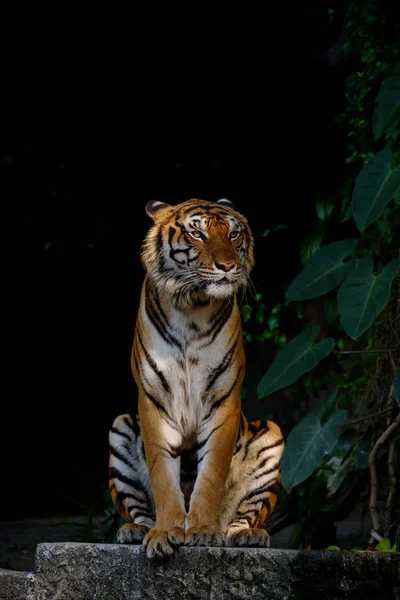 Tigre cherche quelque chose . — Photo