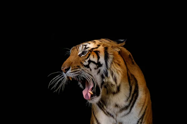 トラの頭部. — ストック写真