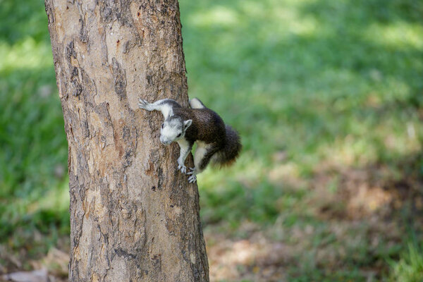 The small squirrel.
