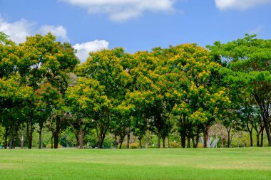 Ağacında sarı çiçek.
