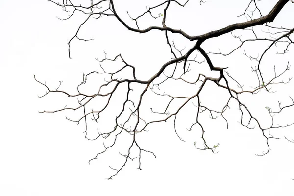 Die getrockneten Zweige. — Stockfoto