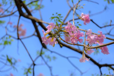 güzel pembe çiçek.