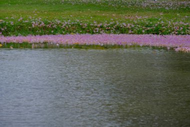 Pembe çiçekler bataklıkta düşmek.