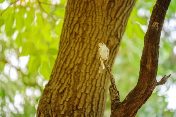 Vogel op tak. — Stockfoto