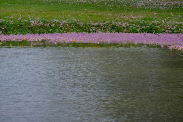 Pink flowers fall in the swamp. — Stock Photo, Image