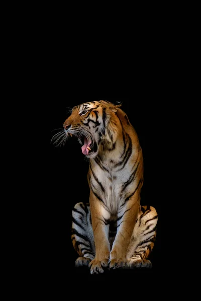 Geïsoleerd voor tiger. — Stockfoto