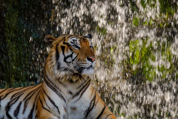 Tigre procurando algo . — Fotografia de Stock