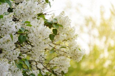 White flower in warm light.