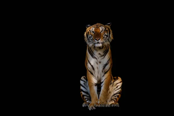 Изолированный тигр . — стоковое фото