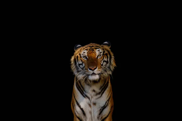 Na białym tle tygrysa. — Zdjęcie stockowe